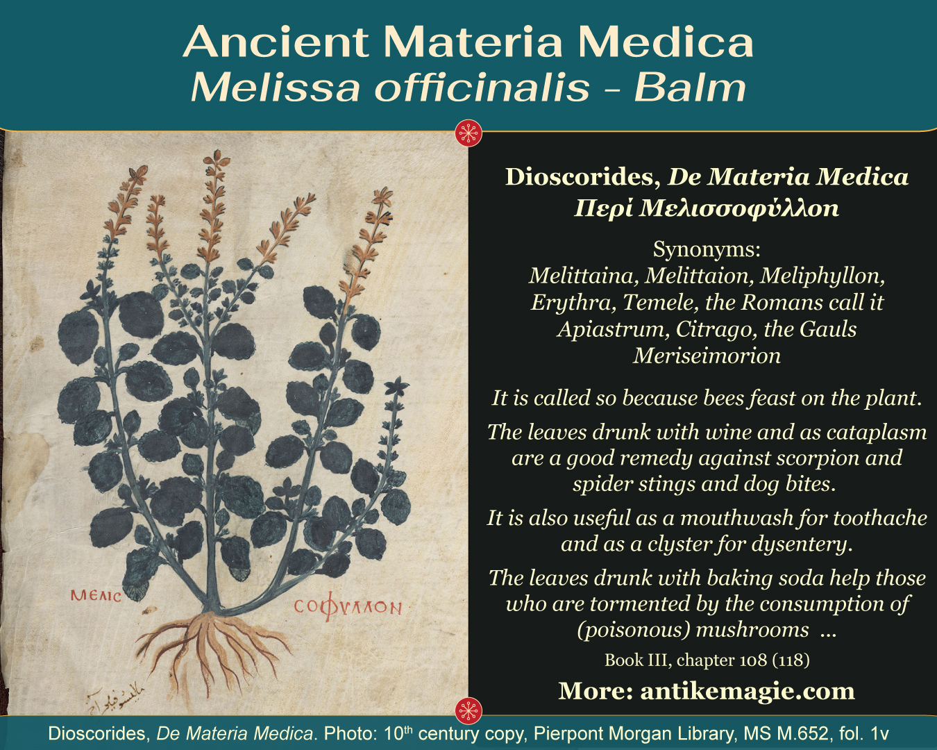 Materia-Medica-Melissa-officinalis-Balm-antikemagie.com